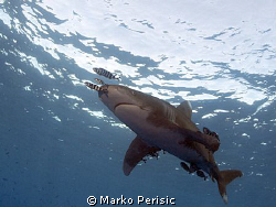 Hooked Carcharhinus Longimanus Daedalus reef. by Marko Perisic 